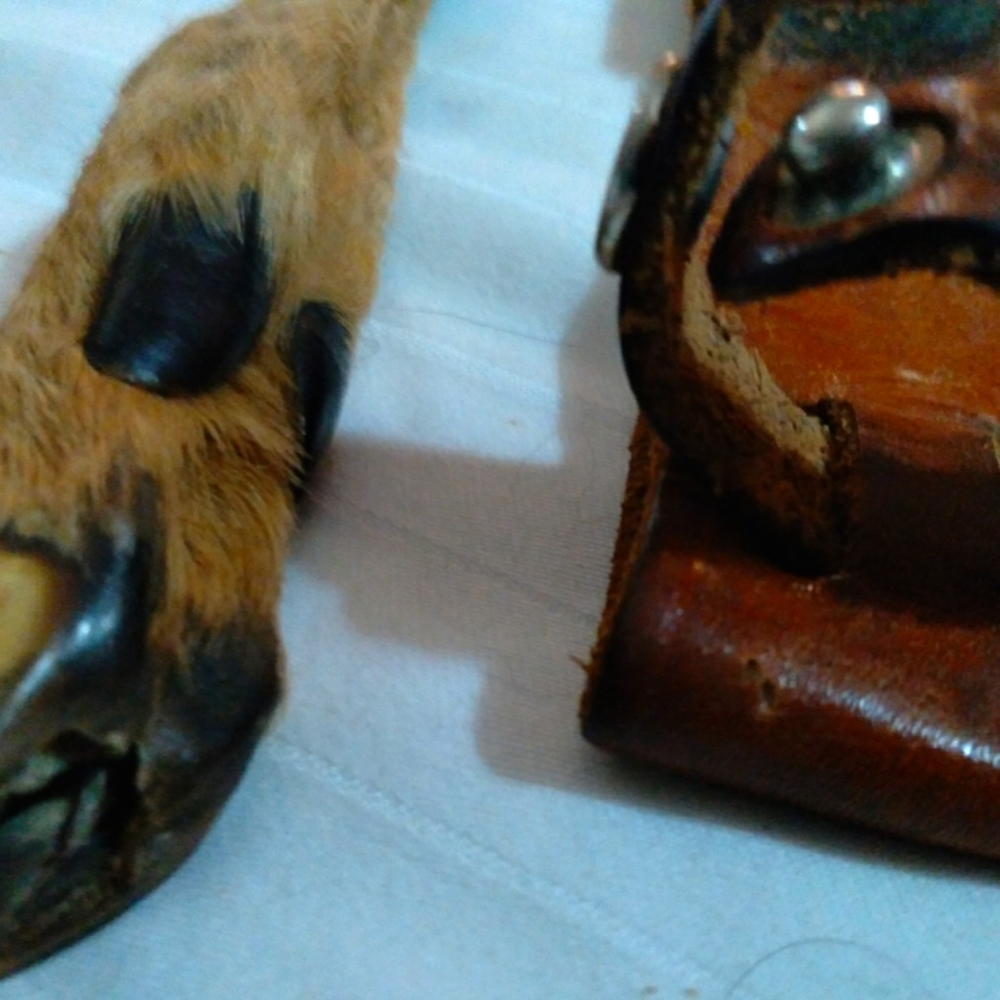 Antique Solingen Knife Stillborn Baby Deer Hoof